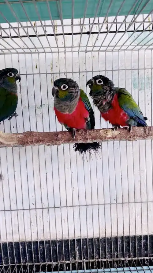 成年赤红腹,带标识