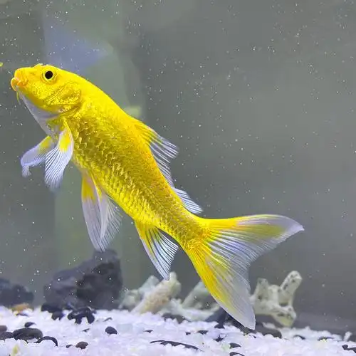 黄金龙凤锦鲤鱼招财鱼白金龙凤好养耐活冷水小鱼苗活体金鱼观赏鱼