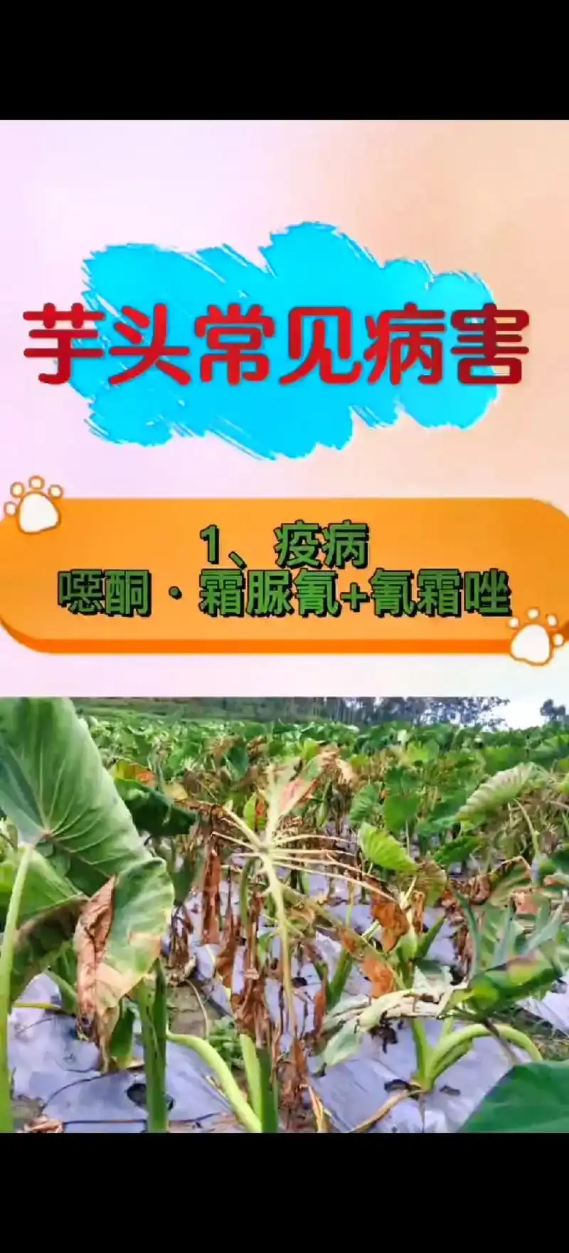 芋头常见病害防治收藏版#芋头 #来抖音学农技 #芋头种植 # - 抖音