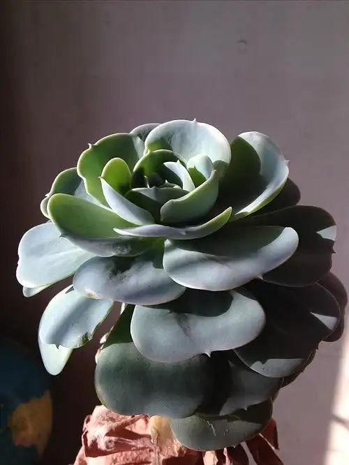 秀老桩,10年的老桩石莲花.