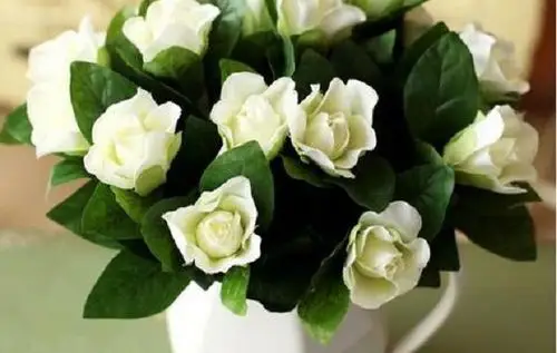 栀子花养殖注意事项,栀子花摆放禁忌