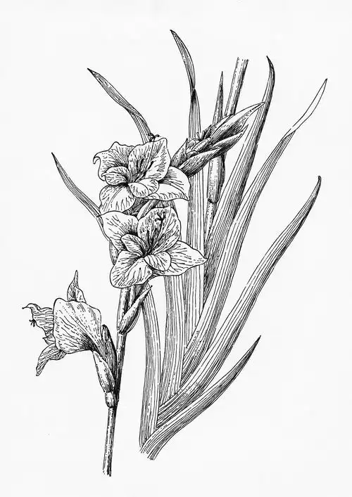 线描花卉|纯艺术|绘画|蒋小虫 - 原创作品 - 站酷 (zcool)