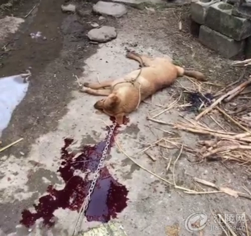 残忍:两男子乡下杀狗全过程,最后说的理由有点荒唐