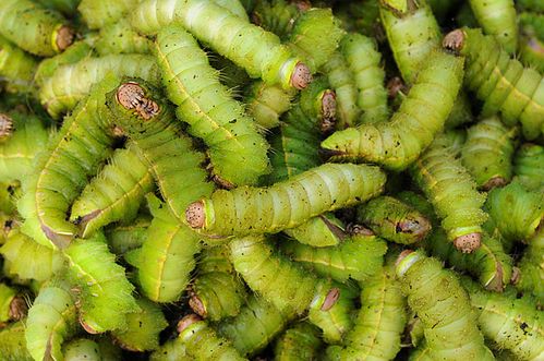 野生蚕蛹大绿春蚕秋蚕柞蚕活蚕蚕宝宝鲜活500克蚕宝宝