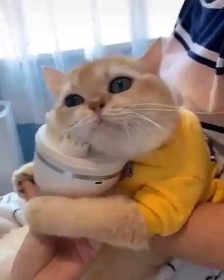 壁纸 动物 猫 猫咪 小猫 桌面 480_600 竖版 竖屏 手机