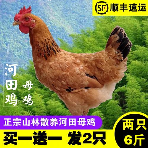 正宗河田鸡母鸡 2只山林散养福建长汀农家土鸡走地鸡整鸡顺丰包邮
