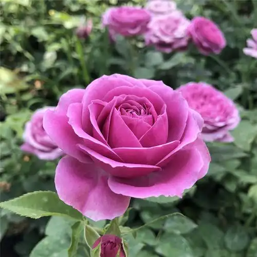 紫雾泡泡庭院阳台台丰灌木多头月季月季花花苗时令草本花卉