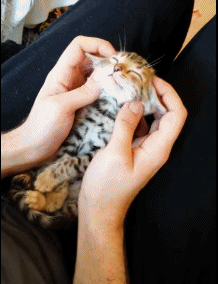 猫咪这5种行为,暗示它不舒服了,你的忽视可能会害了它