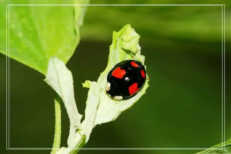 辽宁西柳(大豆)异色瓢虫4斑型
