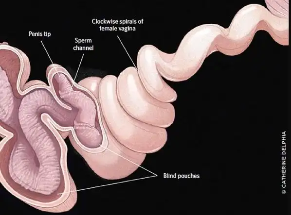 一些动物为何会进化出狂野的生殖器
