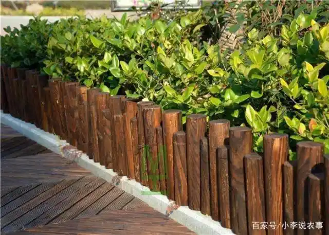 什么植物长得快,可以做篱笆?