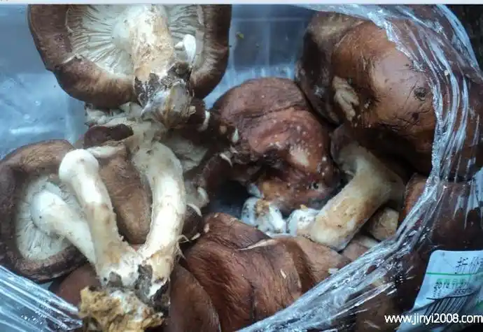 鲜香菇长了白色霉还能吃吗鲜香菇变红色了还能吃吗