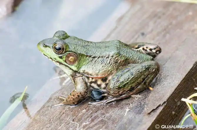 牛蛙图片_图片大全