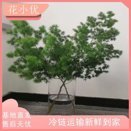 花小优【基地精选】蓬莱松云南昆明鲜切花基地直发优质鲜花 绿色 3-5