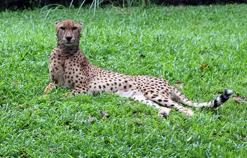 cheetah | flickr – 相片分享!