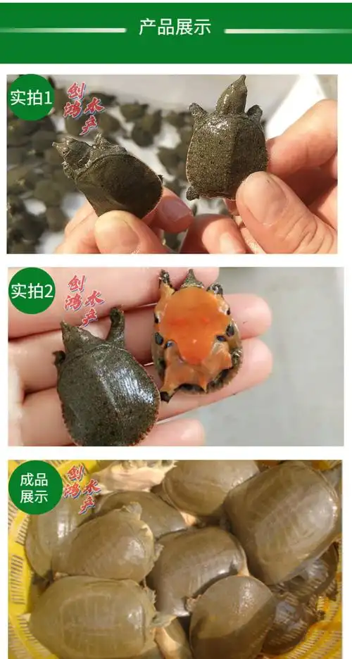 【2021新苗】中华龟鳖苗 甲鱼苗 水鱼苗 观赏鱼 放生鱼 外塘精养