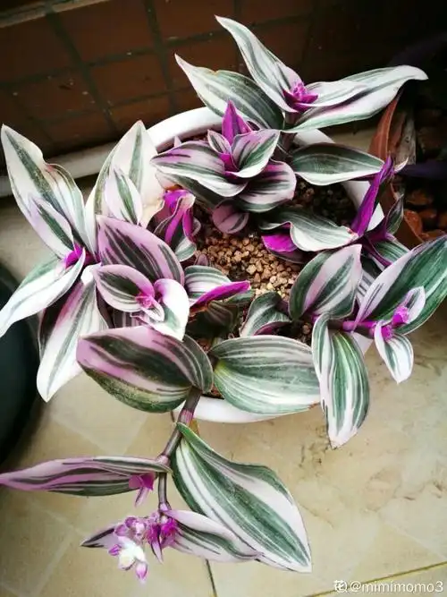 吊兰的种类最好看的吊兰品种