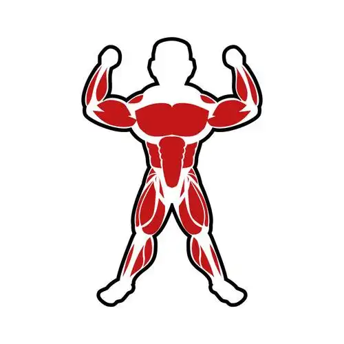 人体腹部肌肉矢量设计