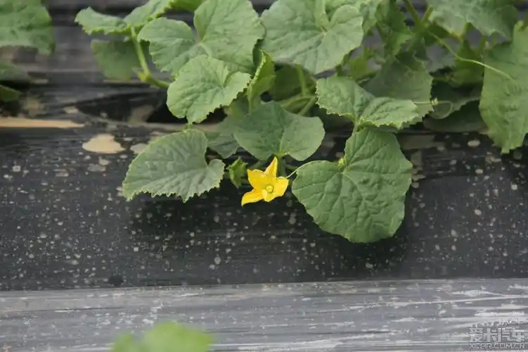 勤奋一点儿的甜瓜秧子已经开出了黄色的花朵.