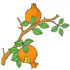 我家的石榴树迷雅的主页岩石上的长满石榴的石榴树