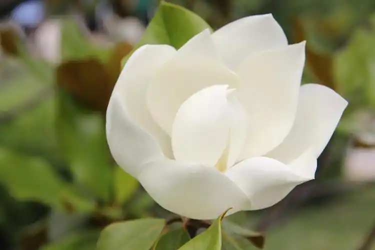 栀子花的功效与作用-一束青草