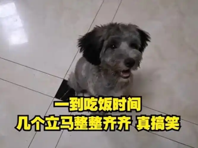 一到吃饭时间,几个立马整整齐齐,真搞笑