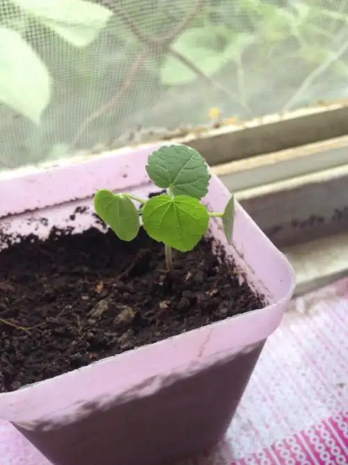 问一下这个图片是玫瑰花得花苗吗,,_百度知道