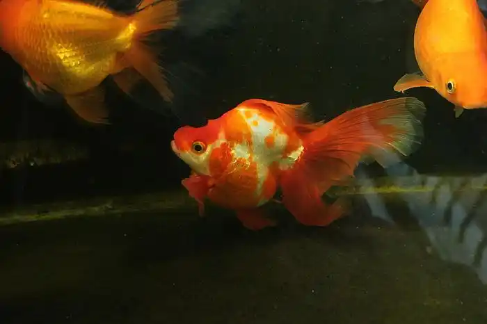 长尾鎏金 - 国粹金鱼 - cta南美水族