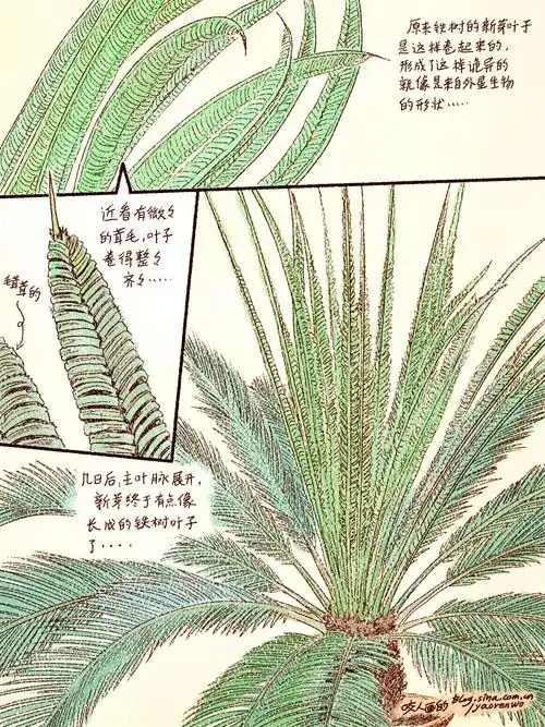 [草图] 咬人画的-铁树观察日记