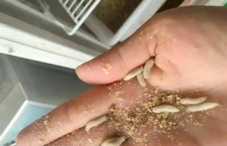 不过蛆虫不好找,就算找到也没几个人敢用,因为蛆虫是苍蝇产下的卵所