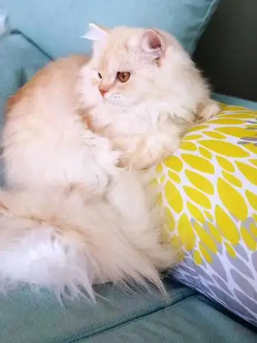 凯米尔色长毛借配