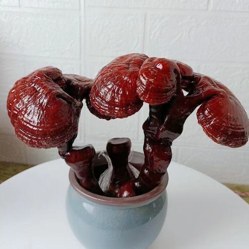 灵芝盆栽灵芝室内家用办公桌复古不怕冷耐寒冷禅意摆件多肉植物