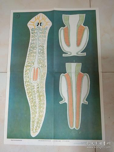 涡虫的横切面示意图涡虫的生殖系统和再生涡虫的消化系统和神经系统