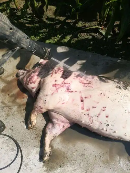 育肥猪上午加料的时候看到死了一只肥猪大概180斤左右涨肚子解剖了放