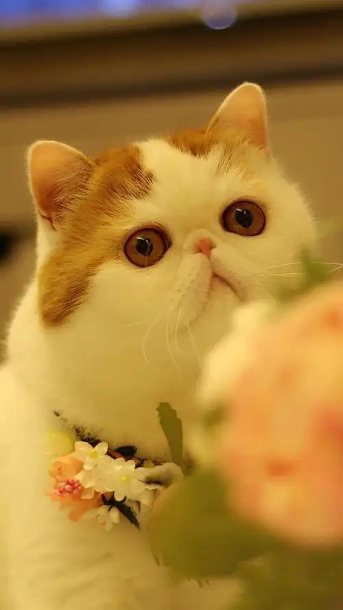 可爱的小动物胖猫咪