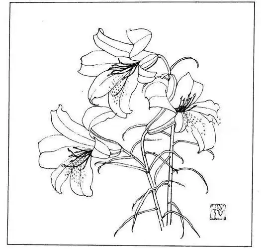 白描花卉画稿(下)_网易订阅