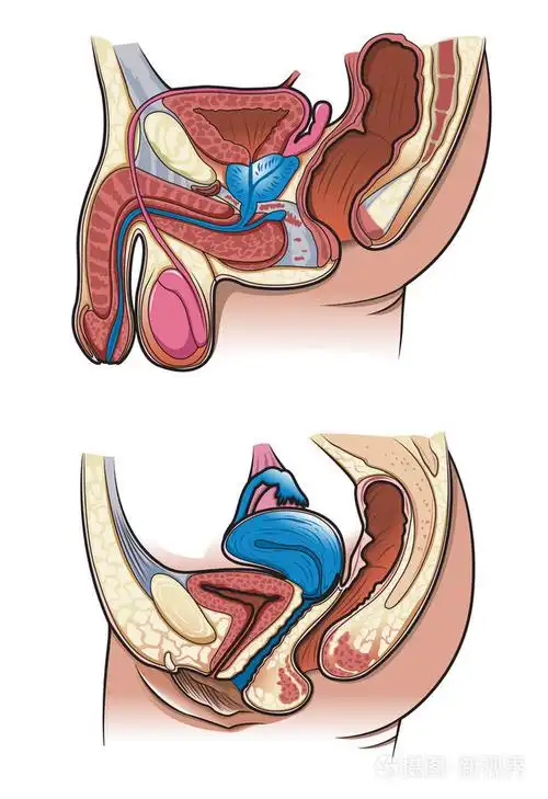 人类生殖系统的矢量