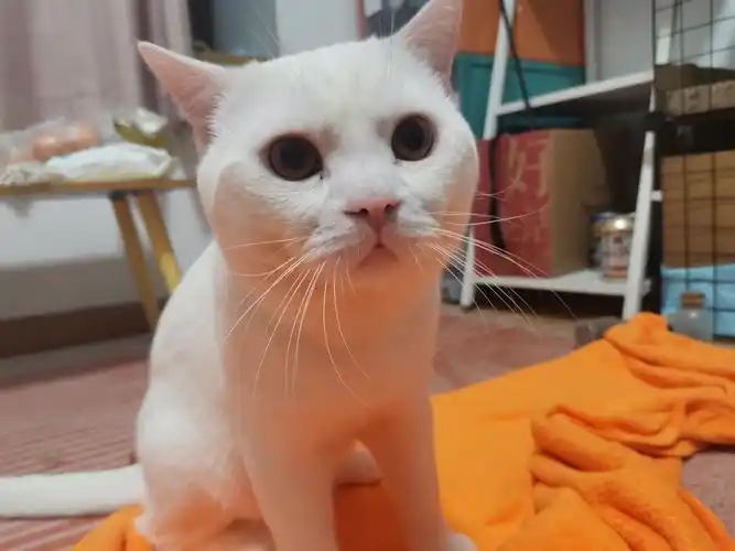 美短有纯白的吗? - 知乎