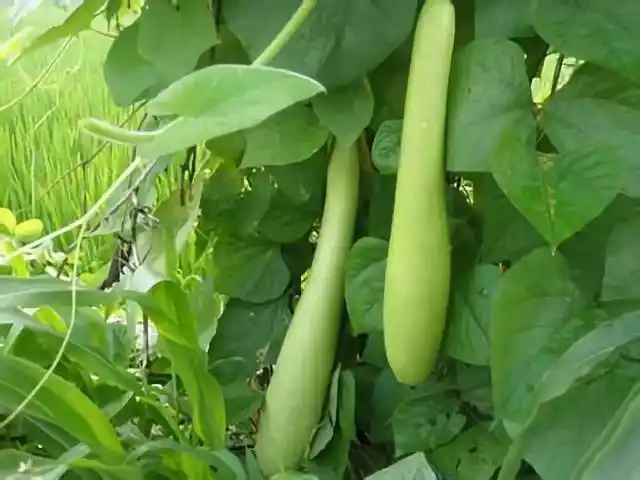 【知识链接】市疾控中心提醒您,食用"苦瓠子"易发生中毒!_手机搜狐网