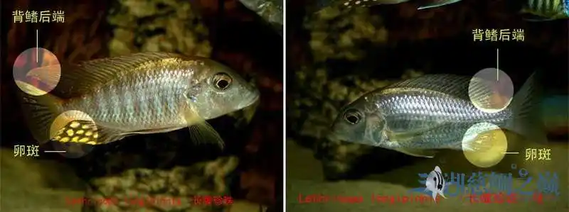 展开全部 (1)体形上,雄鱼比雌鱼稍大.