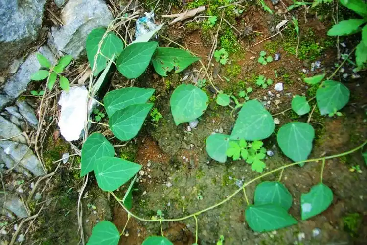 农村猪粪上的野草蛇见到就怕人称飞天雷公治蛇伤是良药