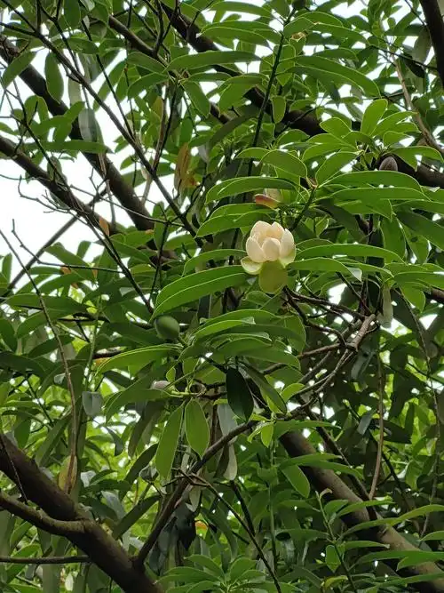 含笑含笑好多种含笑