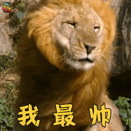 萌宠狮子我最帅搞怪soogifsoogif出品gif动图_动态图_表情包下载_soo