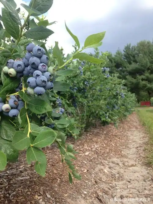 蓝莓种植条件及要求