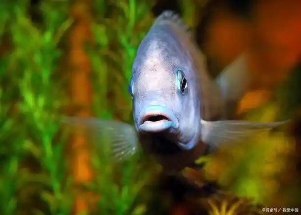 豆豆鱼是什么鱼及其具体生活习性与特征