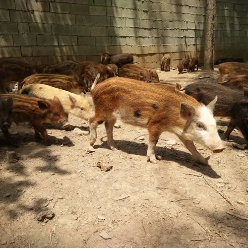 20斤的野猪苗猪怎么样好养殖吗