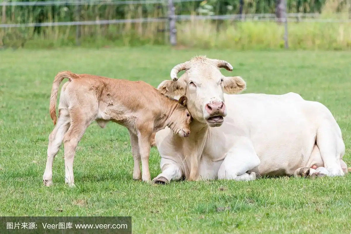 小牛喜欢草地上的母牛妈妈