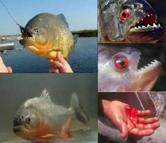 食人鱼是什么鱼 它的天敌克星是什么