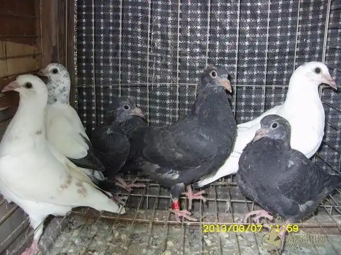 三羽纯黑幼鸽三羽花白幼鸽