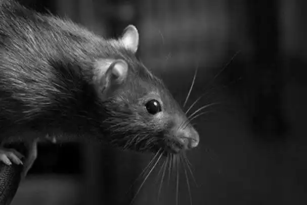 1967年广州机场,一英国老外带2只老鼠出境,差点盗走原子弹机密